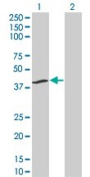 ANTI-INDO antibody produced in mouse