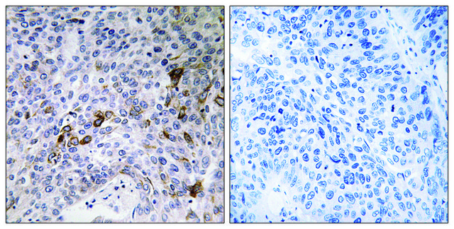 Anti-RAB11FIP3 antibody produced in rabbit