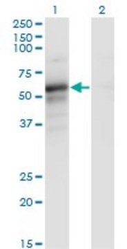 Monoclonal Anti-PAIP1 antibody produced in