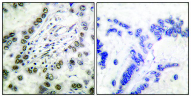 Anti-CBP antibody produced in rabbit