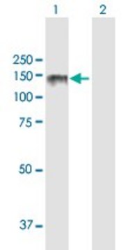 ANTI-LPIN2 antibody produced in mouse