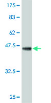 ANTI-TEK antibody produced in mouse