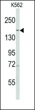 Anti-PHLPP1 (N-term) antibody produced in