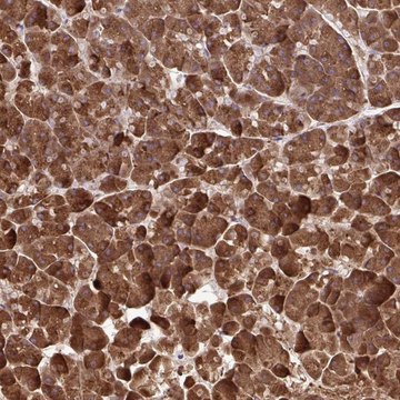 Anti-PAIP2 antibody produced in rabbit