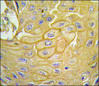 Anti-MCK10 antibody produced in rabbit