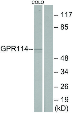 Anti-GPR114 antibody produced in rabbit