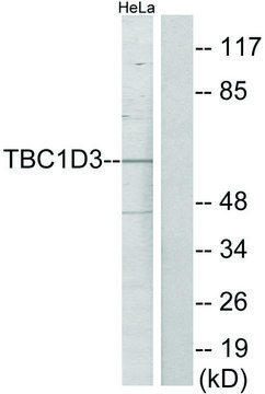 Anti-TBC1D3 antibody produced in rabbit
