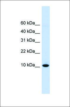 Anti-DDT antibody produced in rabbit