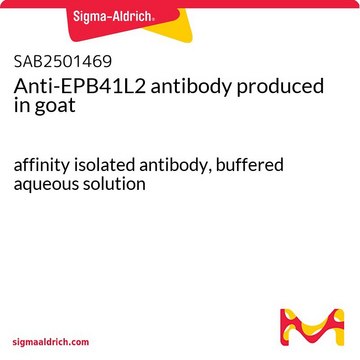 Anti-EPB41L2 antibody produced in goat