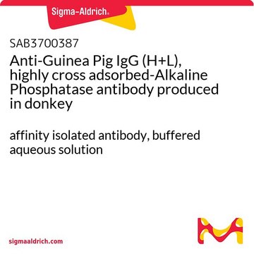Anti-Guinea Pig IgG (H+L), highly