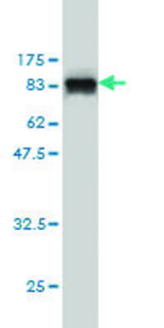 Monoclonal Anti-MPP3 antibody produced in