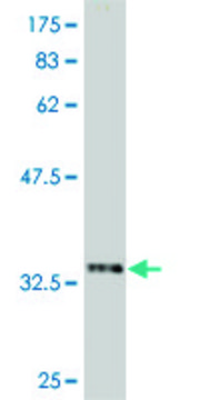 Monoclonal Anti-HOXD8 antibody produced in