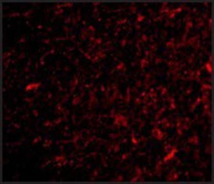 Anti-NPAS3 antibody produced in rabbit