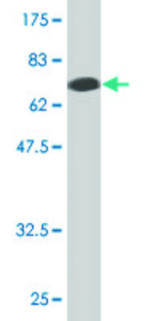 Monoclonal Anti-ZFYVE19 antibody produced in
