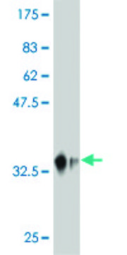 ANTI-MAP4K4 antibody produced in mouse