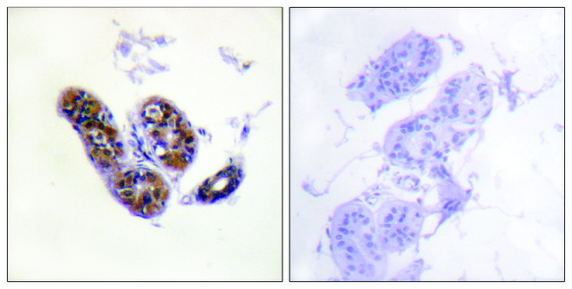 Anti-MITF antibody produced in rabbit