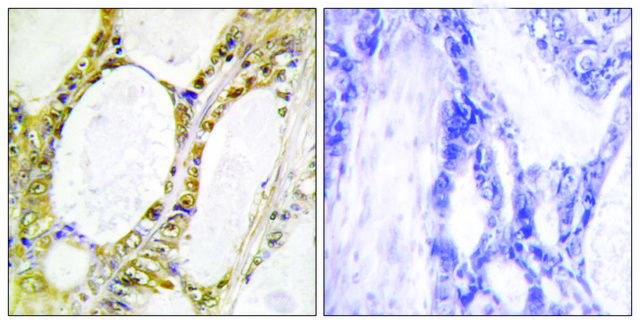 Anti-IRF2 antibody produced in rabbit