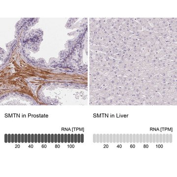 Anti-SMTN antibody produced in rabbit