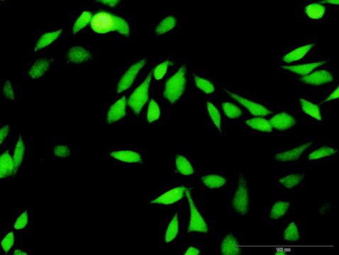 ANTI-BIRC4 antibody produced in rabbit