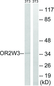 Anti-OR2W3 antibody produced in rabbit