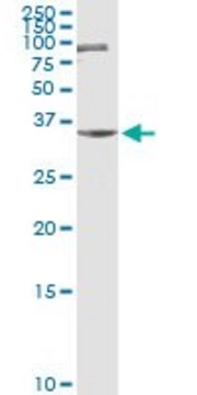 Anti-ZNF253 antibody produced in rabbit