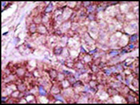 Anti-Mouse Tlr6 (C-term) antibody produced