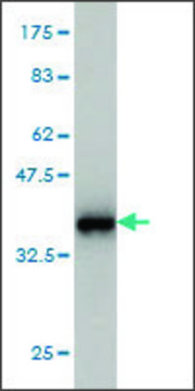 Monoclonal Anti-S100A8 antibody produced in