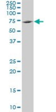 Monoclonal Anti-TXNDC3 antibody produced in