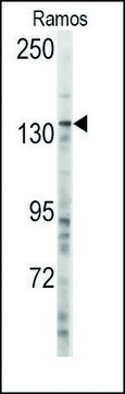 Anti-MSH3 (center) antibody produced in