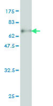 ANTI-SERPINA6 antibody produced in mouse