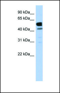 Anti-LDHD antibody produced in rabbit