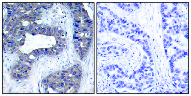 Anti-IRS-1 antibody produced in rabbit