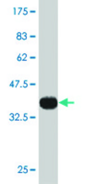 Monoclonal Anti-CYLN2 antibody produced in