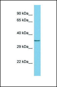 Anti-MEMO1 antibody produced in rabbit