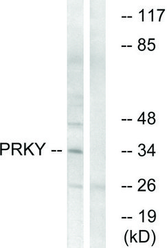 Anti-PRKY antibody produced in rabbit