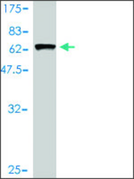 Monoclonal Anti-ARMC1 antibody produced in
