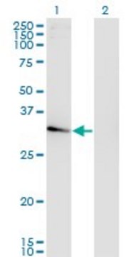 Monoclonal Anti-NACAL, (C-terminal) antibody produced