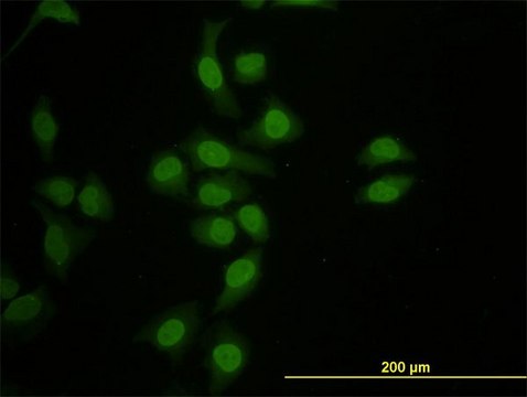 Monoclonal Anti-HNF4A antibody produced in