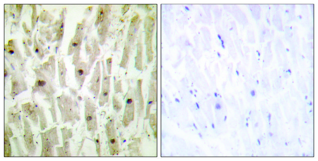 Anti-TSH1 antibody produced in rabbit