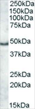 Anti-APOL5 antibody produced in goat
