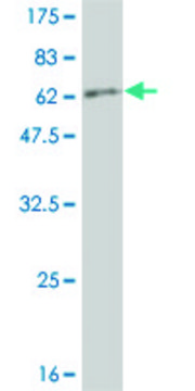 Monoclonal Anti-SERPINA6, (C-terminal) antibody produced