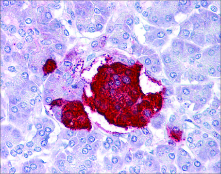 Anti-LEP antibody produced in rabbit