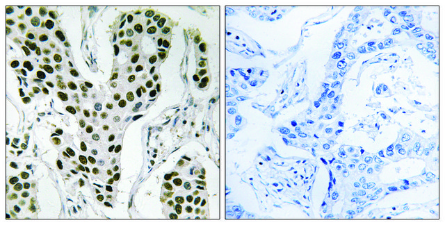 Anti-ZC3H4 antibody produced in rabbit