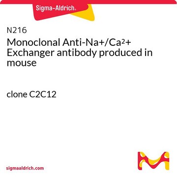 Monoclonal Anti-Na?/Ca²? Exchanger antibody produced