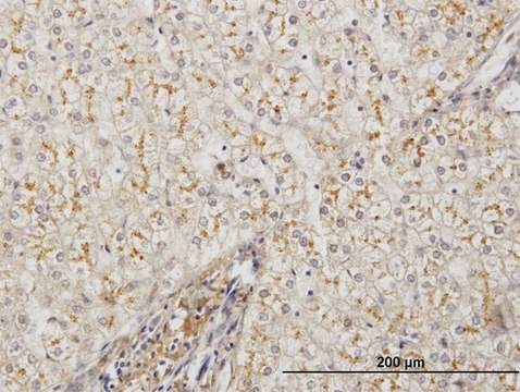 Monoclonal Anti-AMBP antibody produced in