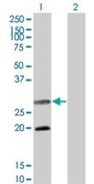 Monoclonal Anti-DIABLO antibody produced in