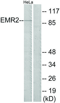 Anti-EMR2 antibody produced in rabbit