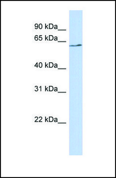 Anti-BTNL9, (N-terminal) antibody produced in
