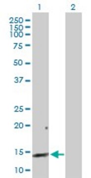 Anti-REG3A antibody produced in rabbit