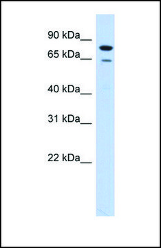 Anti-RMI1, (N-terminal) antibody produced in